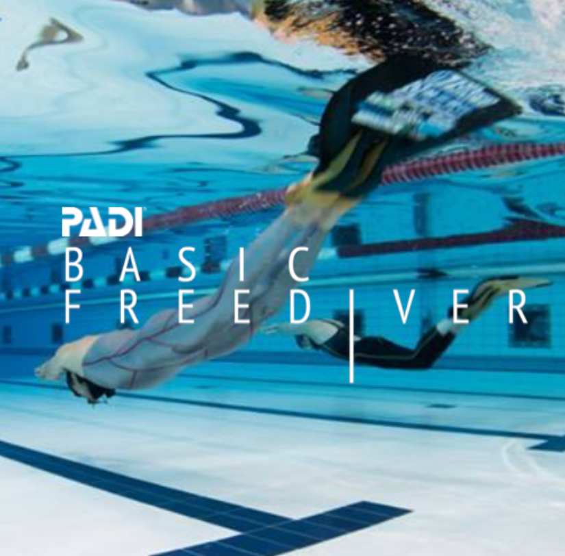 PADIベーシックフリーダイバーコースのロゴ