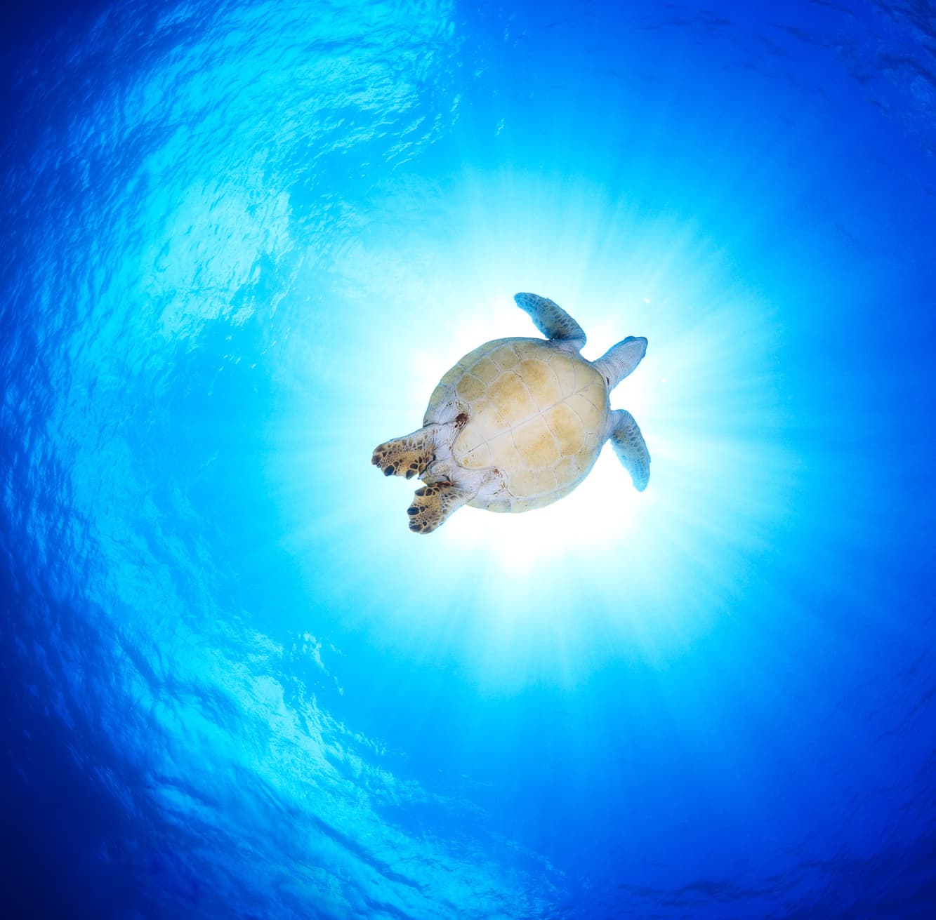 青い海を泳ぐウミガメを見る