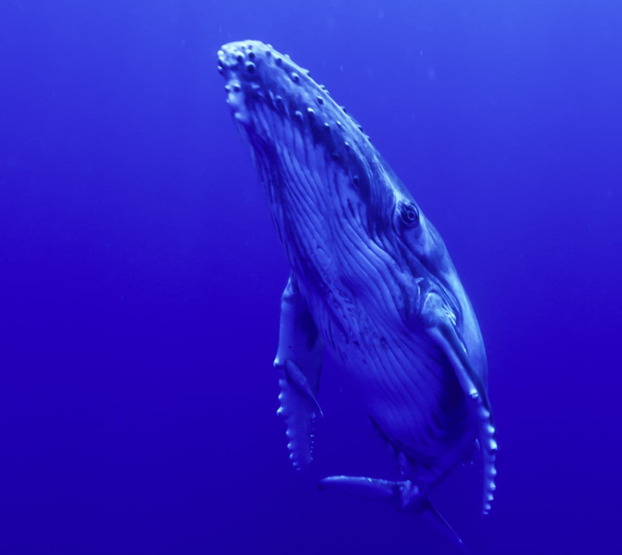 ザトウクジラといっしょに泳ぐスキンダイビング